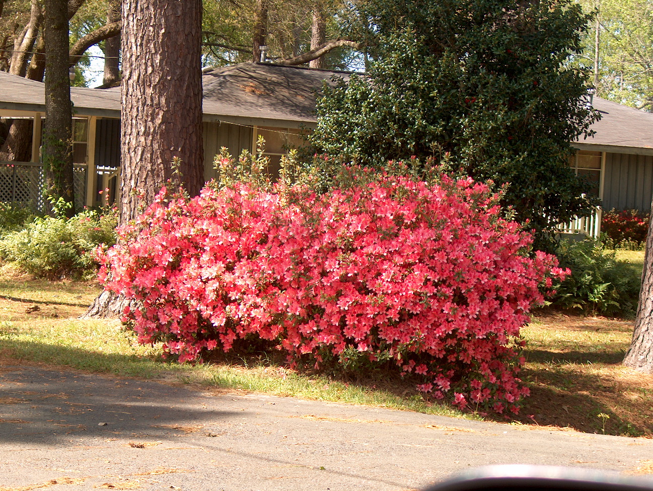 Online Plant Guide Rhododendron Indicum Daphne Salmon Daphne